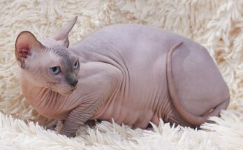 razze di gatto più costose