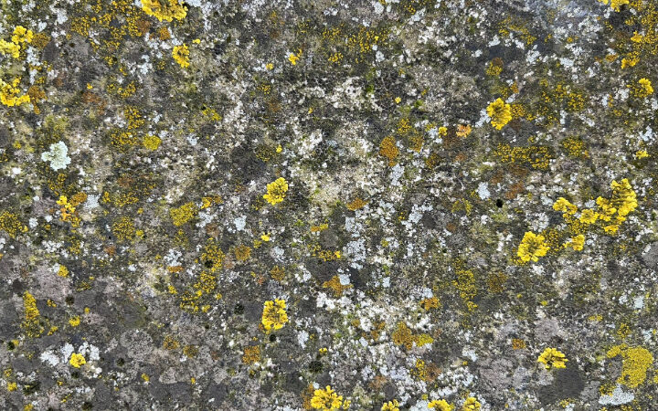 Licheni, gli indicatori biologici