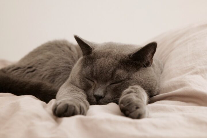 Oggetti utili per spazzolare il gatto