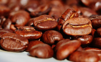 Kopi Luwak: il caffè prodotto dal musang