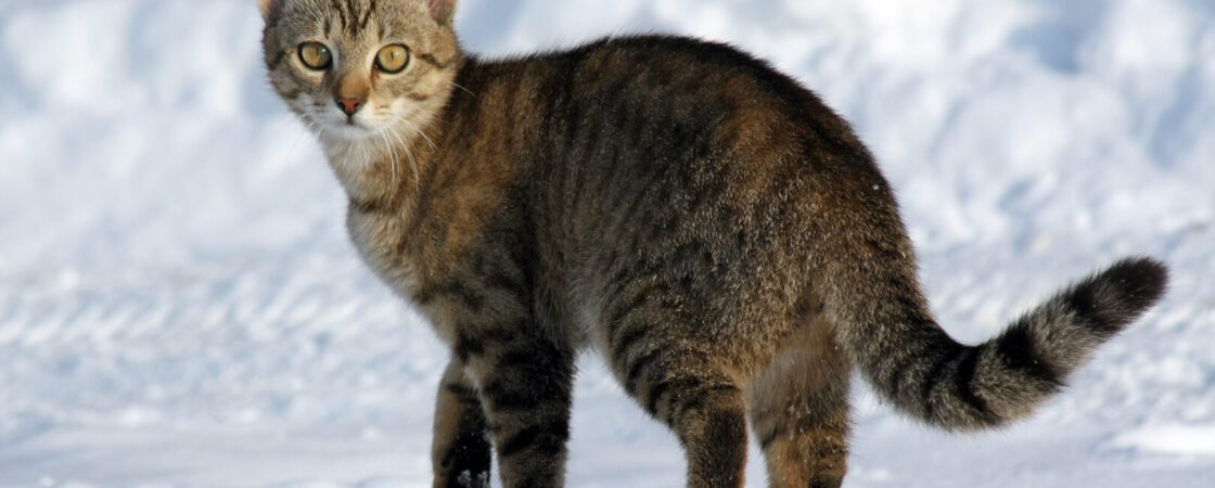 Linguaggio dei gatti: come capire il tuo amico felino