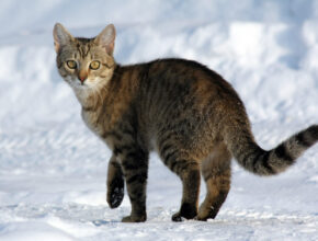 Linguaggio dei gatti: come capire il tuo amico felino