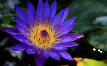 afrodisiaci-naturali-5-che-potresti-non-conoscere