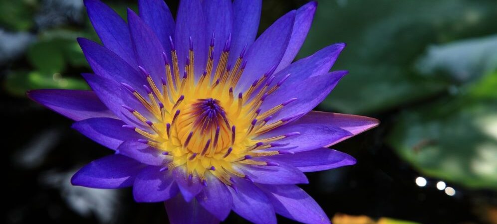 afrodisiaci-naturali-5-che-potresti-non-conoscere