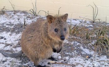 L'animale quokka, l'essere vivente più felice al mondo