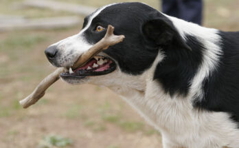 Le 5 razze canine più intelligenti