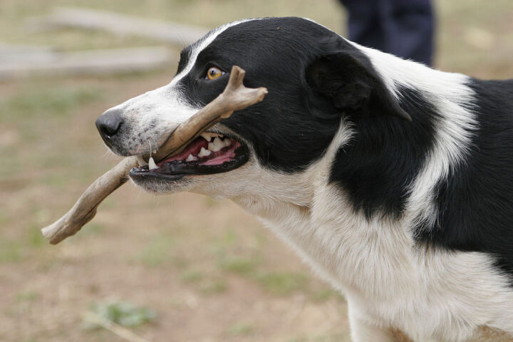 Le 5 razze canine più intelligenti