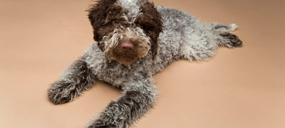 Lagotto romagnolo