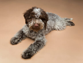 Lagotto romagnolo