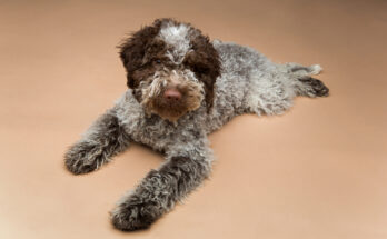 Lagotto romagnolo