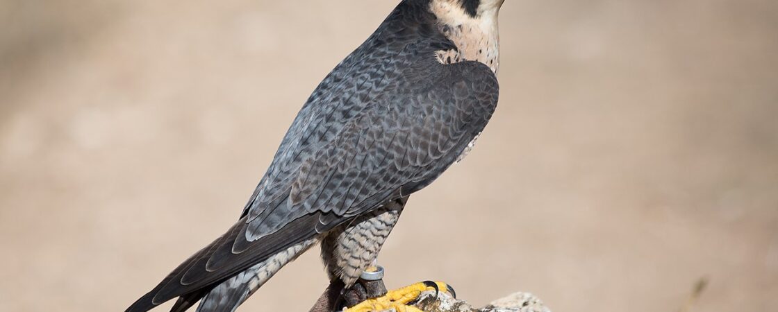 Gli animali più veloci del mondo: i primi 5.