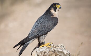 Gli animali più veloci del mondo: i primi 5.