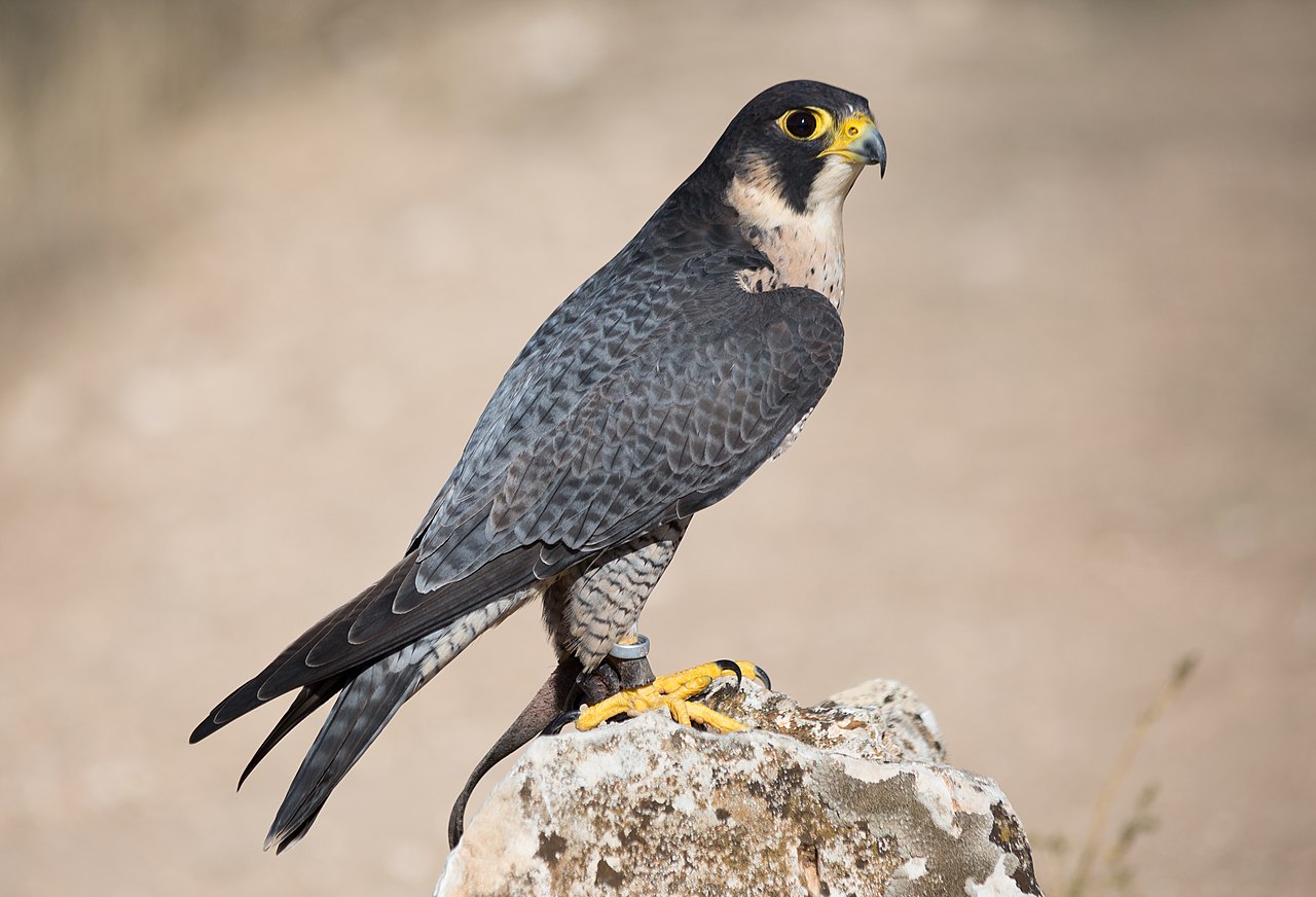 Gli animali più veloci del mondo: i primi 5.