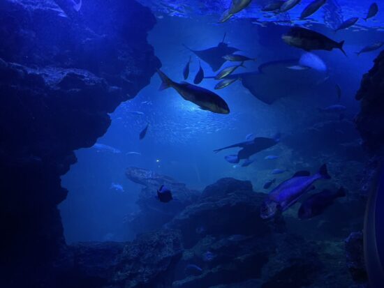 Luoghi da visitare a Kyoto, Acquario di Kyoto