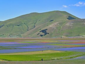 La fioritura di Castelluccio di Norcia: storia e curiosità