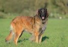 Razza canina del Leonberger: 5 cose da sapere