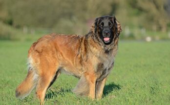 Razza canina del Leonberger: 5 cose da sapere