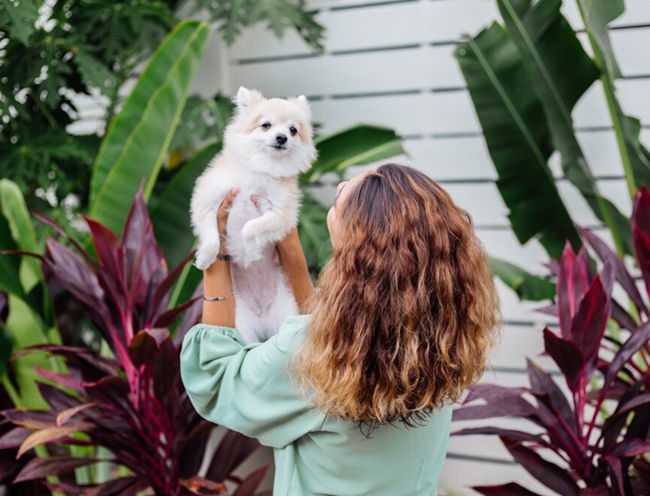 Piante tossiche per animali: 8 che potresti avere in casa