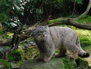 Curiosità sul gatto di Pallas: 4 da conoscere