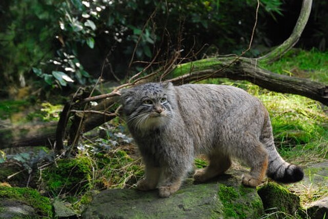 Curiosità sul gatto di Pallas: 4 da conoscere