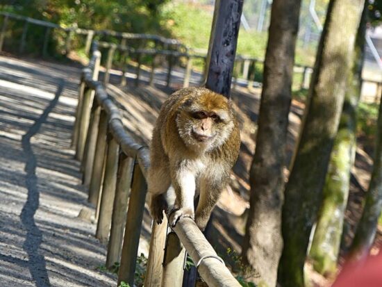 Luoghi da visitare a Kyoto, Iwatayama Monkey Park