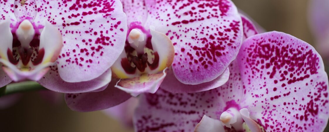 Piante tropicali, quali sono e come curarle