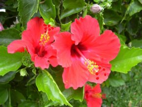 Fiori commestibili: 6 da portare in tavola