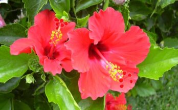 Fiori commestibili: 6 da portare in tavola