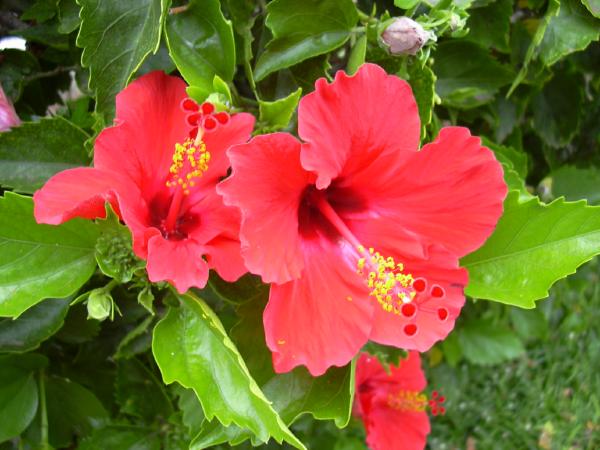 Fiori commestibili: 6 da portare in tavola