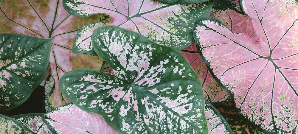 piante-rosa-le-5-piu-particolari