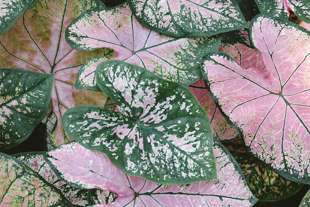 piante-rosa-le-5-piu-particolari