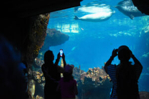 L’Acquario di Genova: storia, informazioni e prezzi
