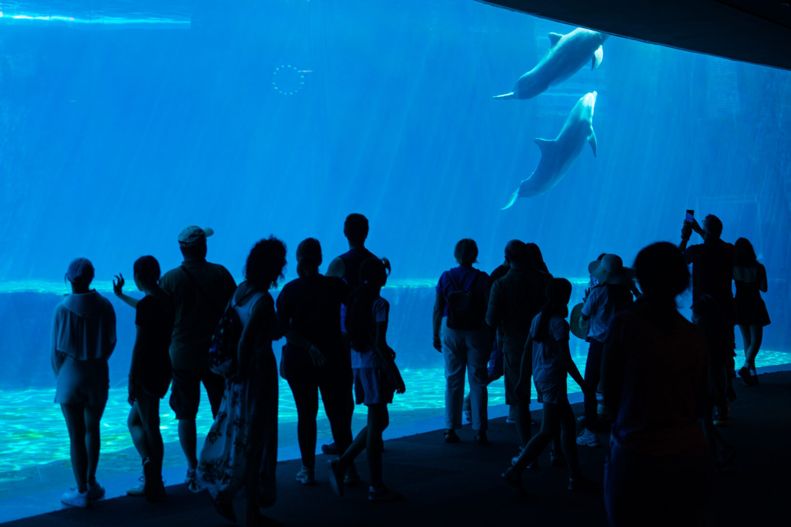 L’Acquario di Genova: storia, informazioni e prezzi