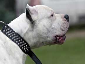 7 razze di cane più pericolose