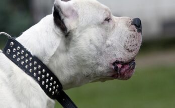 7 razze di cane più pericolose