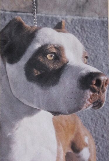 Ritratto di un Pitbull