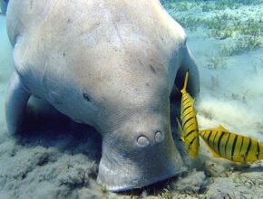 Il Dugongo: caratteristiche e curiosità