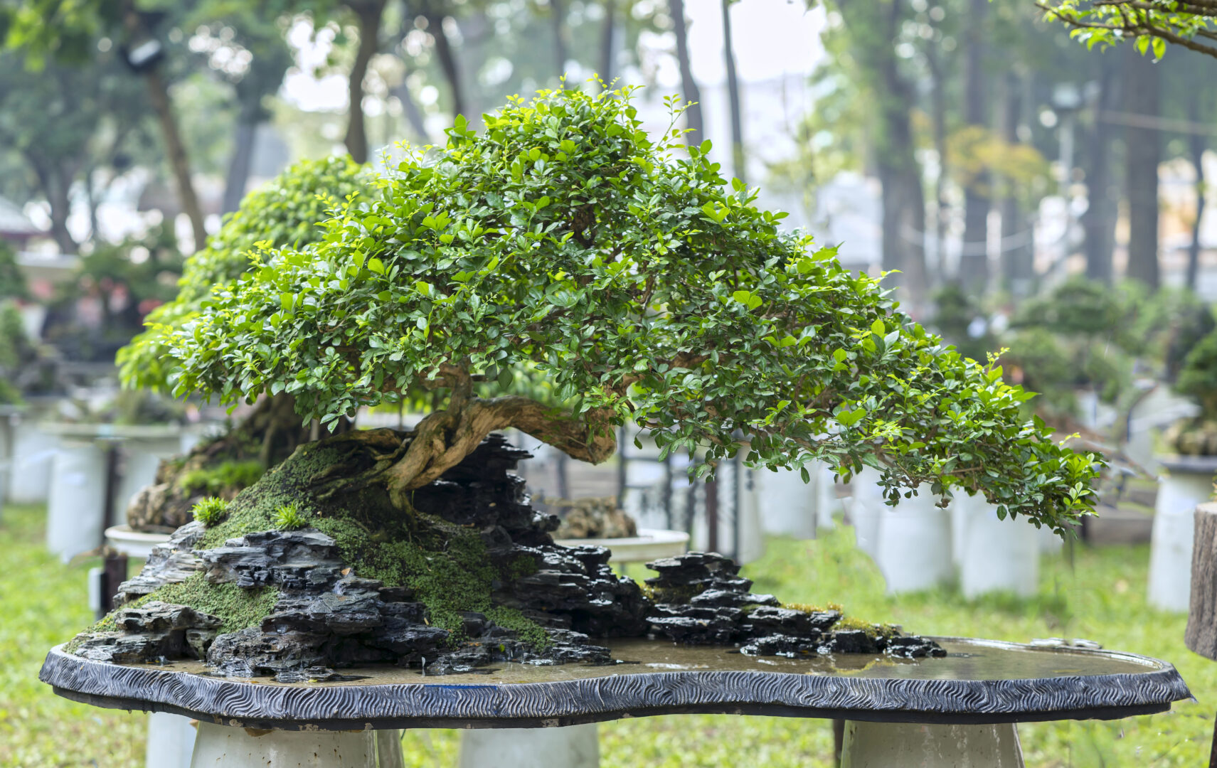 Cura del bonsai: 5 importanti consigli da seguire