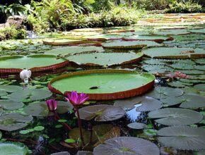 le piante più particolari del mondo