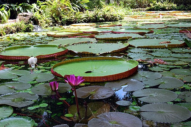 le piante più particolari del mondo