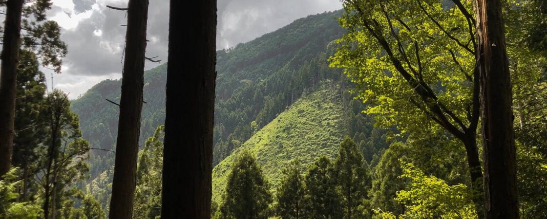 Shinrinyoku: benefici dei Bagni di Foresta per il corpo e l'anima