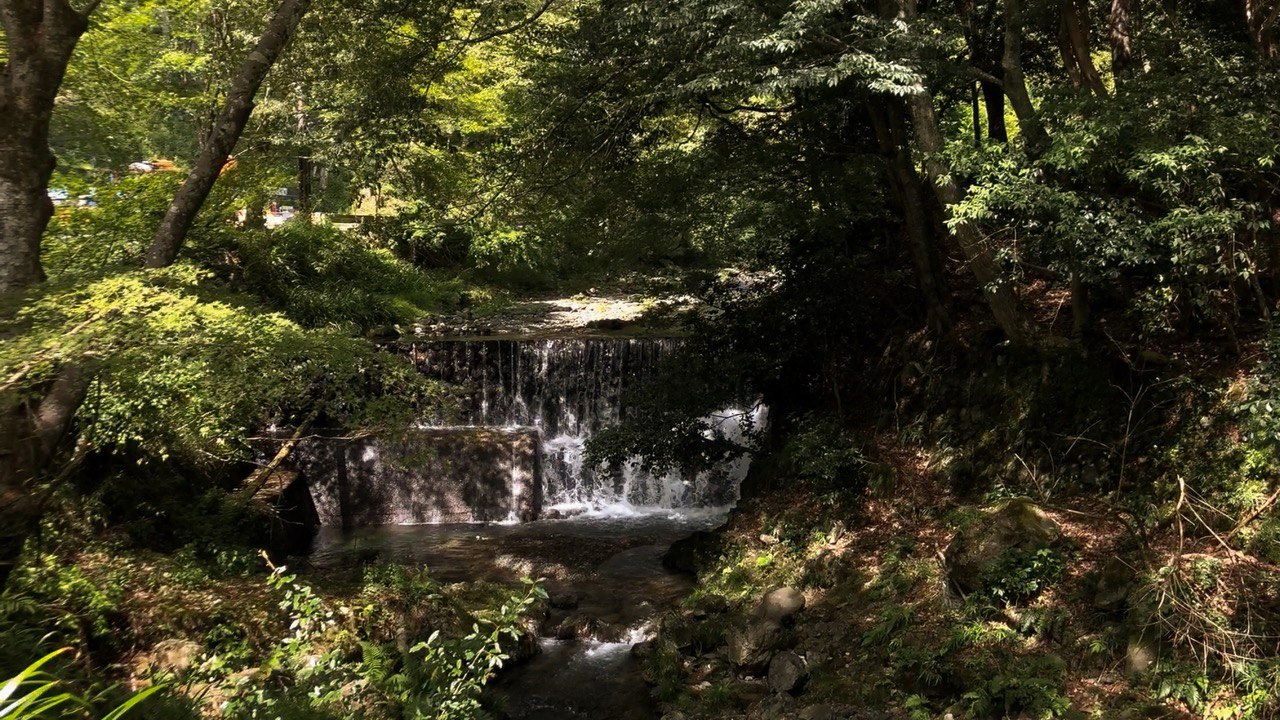 Shinrin-yoku: benefici dei Bagni di Foresta per il Corpo e l' Anima