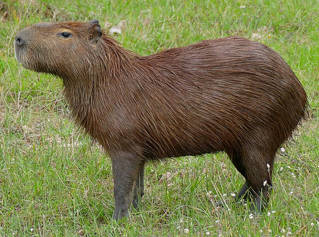 Agenor e Filó: storia di un'amicizia tra uomo e capibara