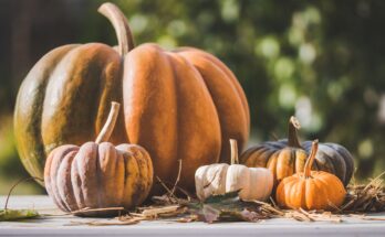 Halloween e Testimoni di Geova: perché scelgono di non celebrarlo
