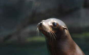 L'ecosostenibilità dell'Oceanografico e del Bioparc di Valencia