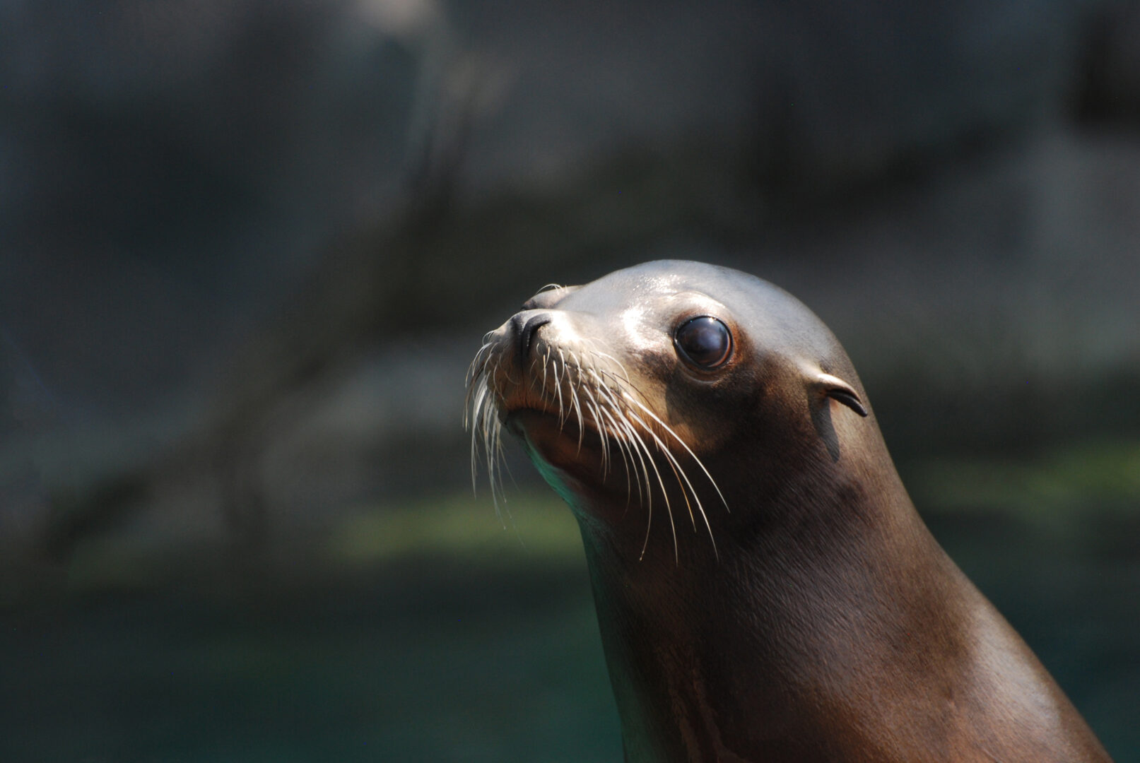 L'ecosostenibilità dell'Oceanografico e del Bioparc di Valencia