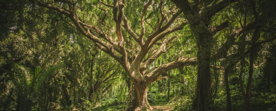 Moidon: i signori della foresta venerati e temuti in Giappone