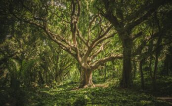 Moidon: i signori della foresta venerati e temuti in Giappone