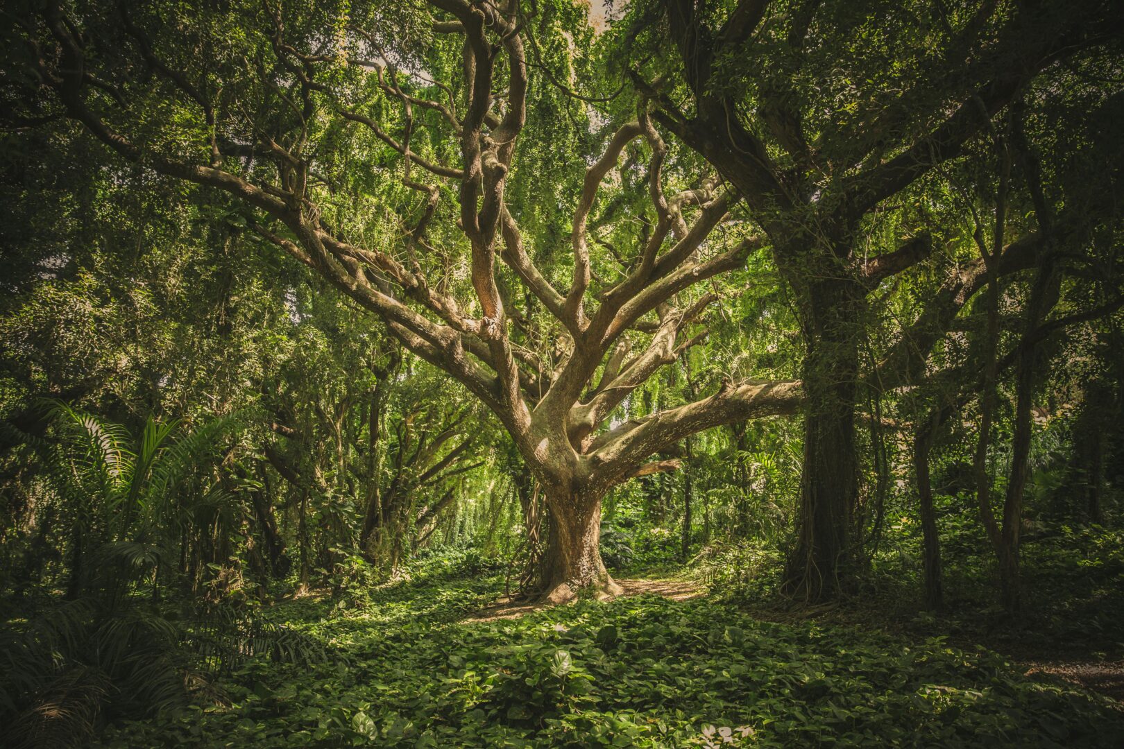 Moidon: i signori della foresta venerati e temuti in Giappone