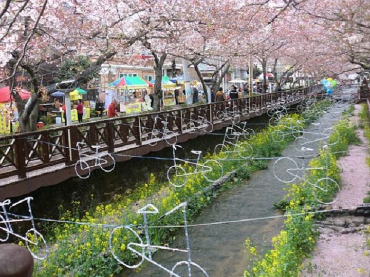 Fioritura di ciliegi in Corea
